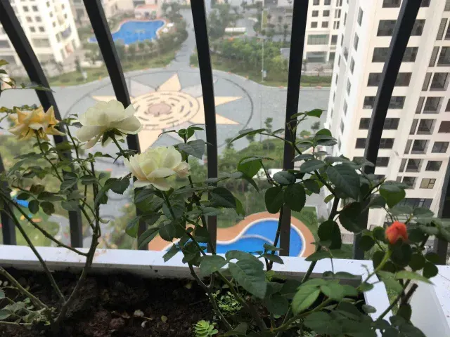 Cho thuê căn hộ góc an bình city – 82m² | 2PN + 1 phòng làm việc | full nội thất tại cổ nhuế 1, bắc từ liêm