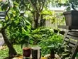 Bán căn nhà phố Khu compound Melosa Garden Khang Điền Quận 9 tặng NT