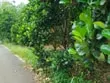 Bán 40002m đất sẵn vườn mít, sẵn điện nước, dân đông.