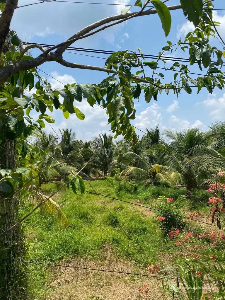 Bán đất nông, lâm nghiệp: đất MT nhựa 6m ngay nhà thờ lộ mới DT 20x30m
