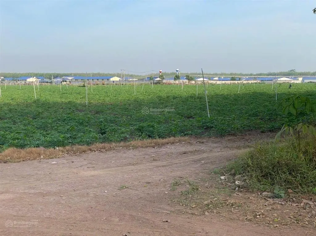 Bán lô đất 10 hecta giá cực rẻ đường lớn tại tân châu, tây ninh hiện đang cho thuê trồng mì