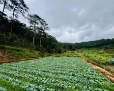 Bán 530m2 bao quanh là rừng thông và suối - ngay chân đèo Prenn view rất đẹp