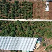 Siêu Phẩm View Đồi Thông Xã Mê Linh - Lâm Đồng – Chỉ 700 Triệu Sở Hữu 535 m2 ( 100m Thổ Cư )