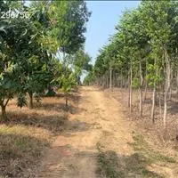 Bán 2 miếng đất diện tích 11141m2 và diện tích 8016m2 nằm sát nhau tại Xã Phú Ngọc, Định Quán