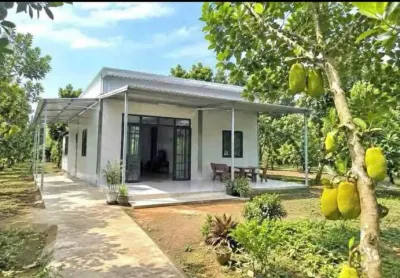 cần bán đất vườn trái cây sẵn nhà cấp 4 ở bình dương, rộng 2500m2, thổ cư, giá rẻ 680tr