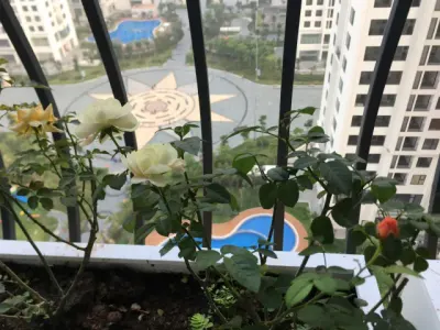 Cho thuê căn hộ góc an bình city – 82m² | 2PN + 1 phòng làm việc | full nội thất tại cổ nhuế 1, bắc từ liêm