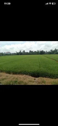 Chính chủ bán 7.481M² đất lúa – mỹ thạnh, thủ thừa cũ