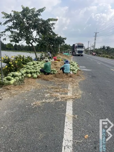 Bán đất mặt tiền đường nhưa khu đông dân cư thới lai