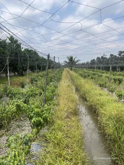 Bán đất nông, lâm nghiệp: Đất sổ đỏ, 3985,4m2 , X.Thành Trung, H.Bình Tân, Vĩnh