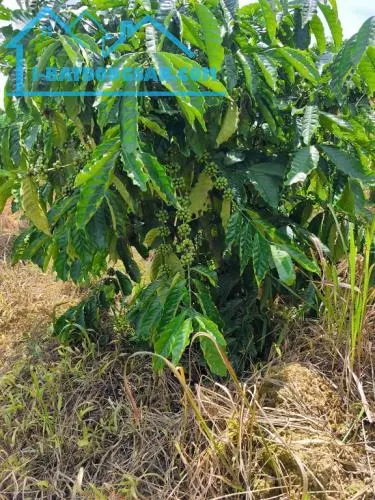 Siêu phẩm 15ha view đẹp hiếm – full cây trái + cafe – làm farm stay cực đỉnh.