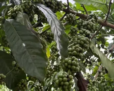 Hơn 10ha đất cafe có view, oto tận nơi, điện nước đầy đủ 250tr/sào