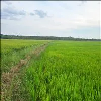 Chính chủ hơn 1 hecta - Quy hoạch full thổ cư. Cẩm Giang, Gò Dầu chỉ 2,8 tỷ hết đất