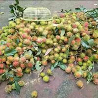 Chính Chủ cần BÁN đất vườn trái cây ăn quả tại Châu Đức BRVT-tp.hcm