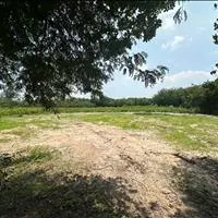 Bán 3 mẫu đất tại xã Minh Tân Dầu Tiếng phù hợp mở trang trại chăn nuôi hoặc làm nông sản